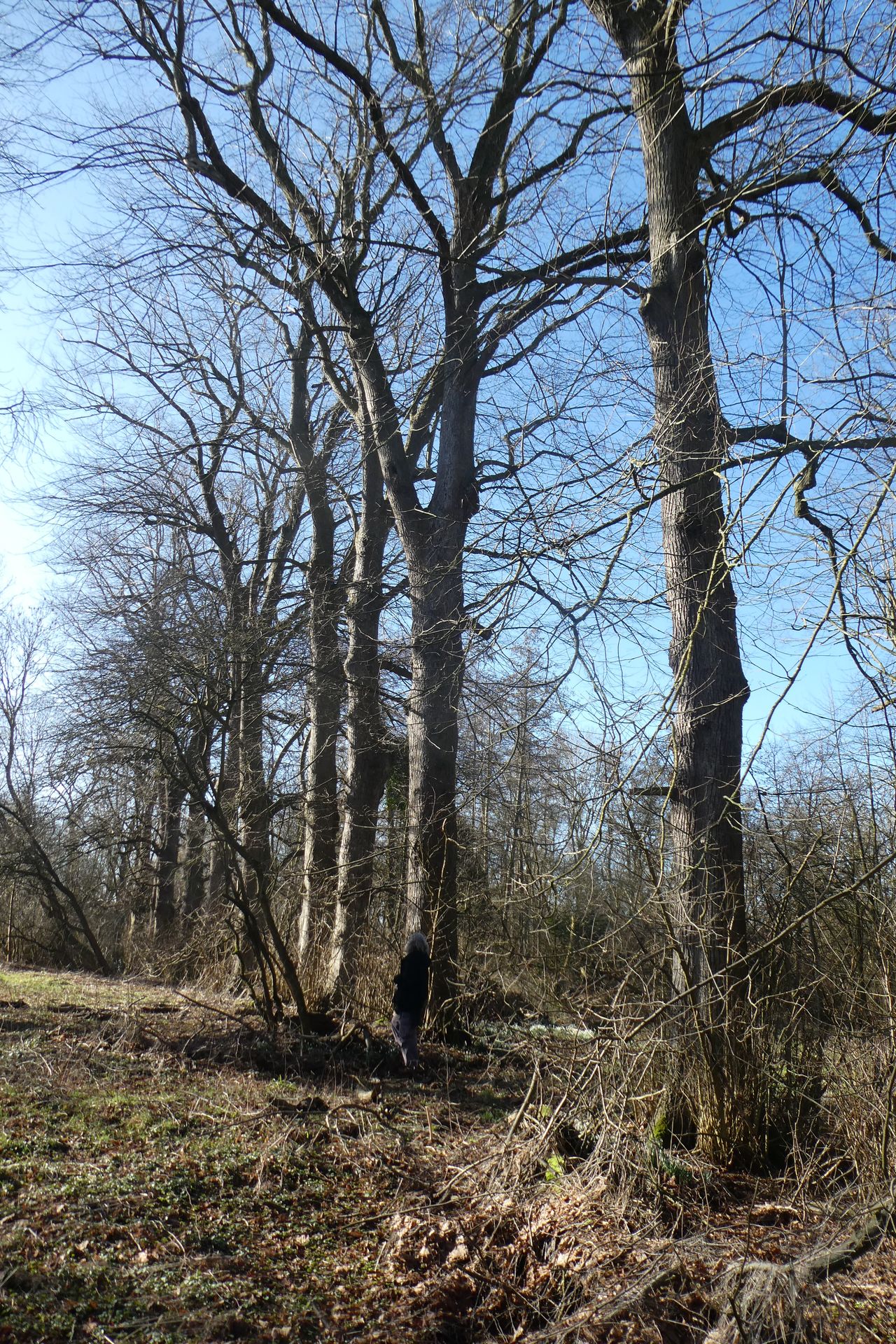 Einer der wertvollen alten Bäume im Arnhauser Wald