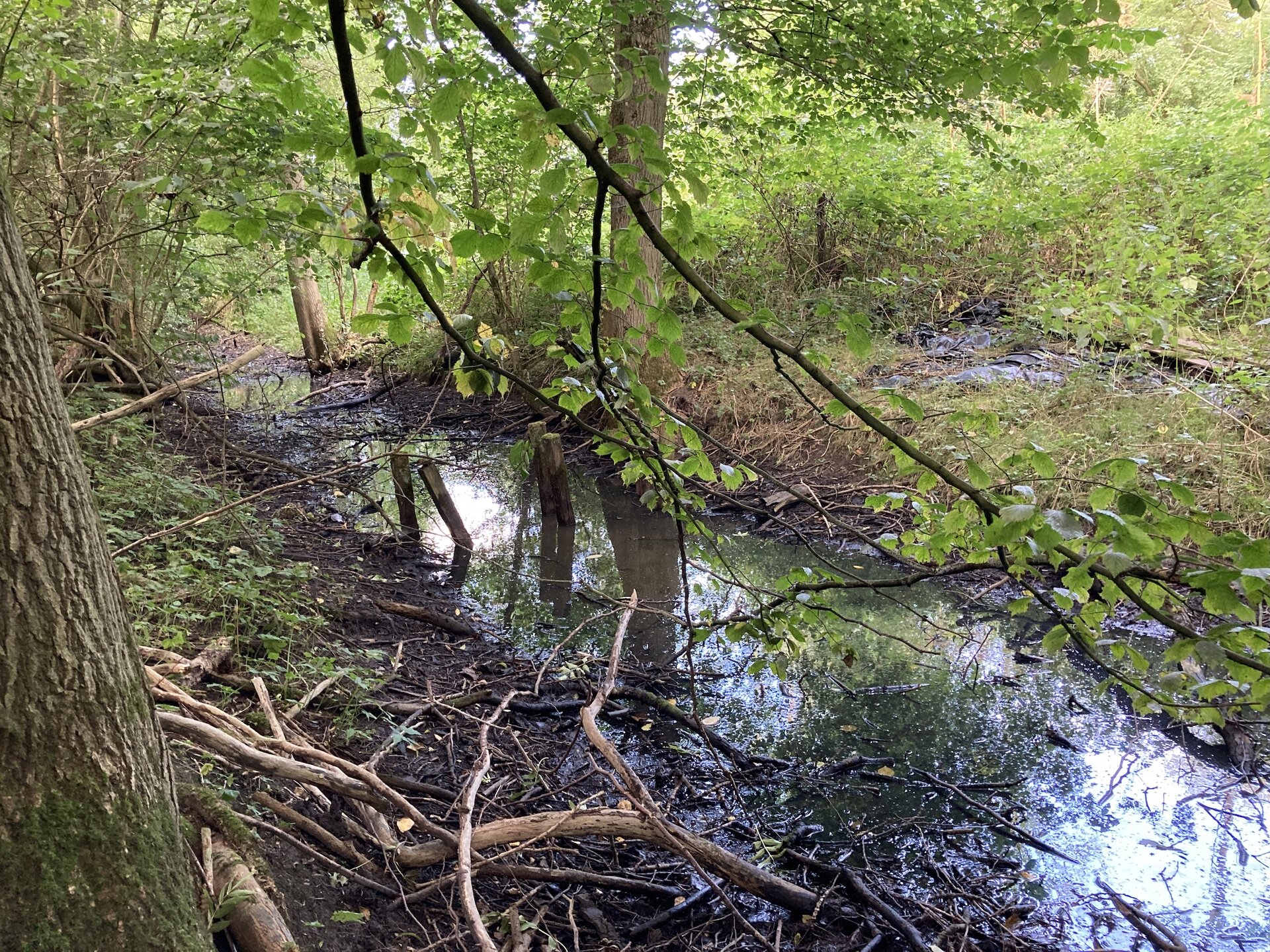 Arnhauser Wald Impression 7