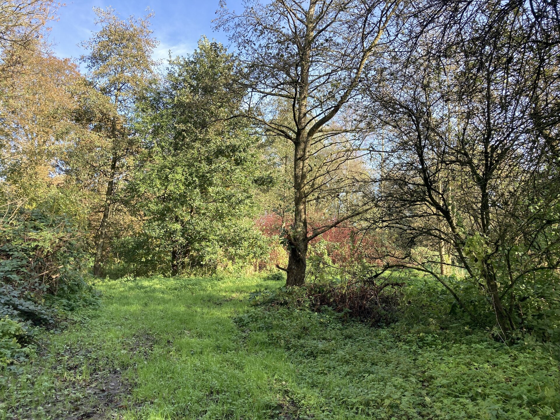 Arnhauser Wald Impression 8