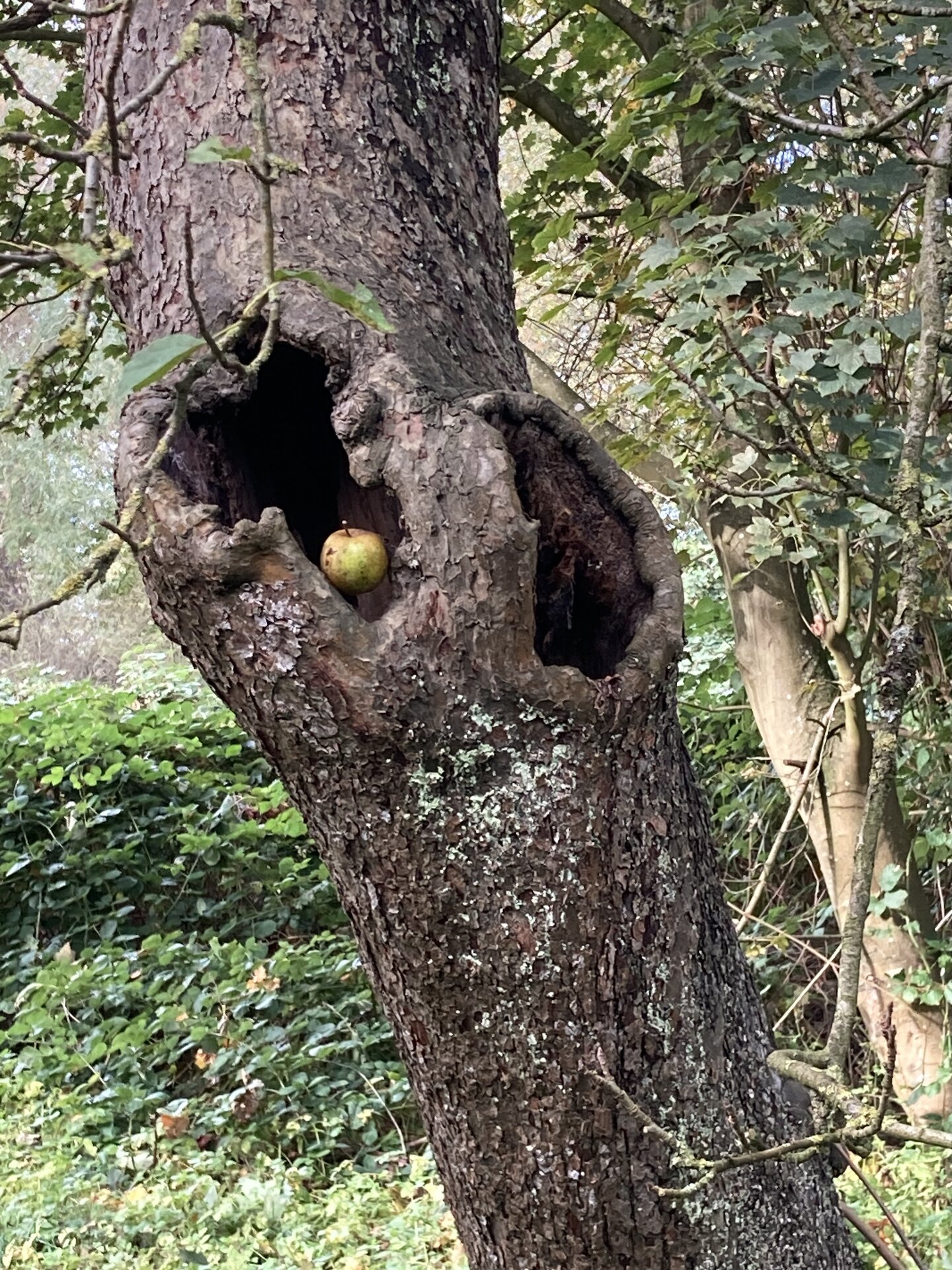 Arnhauser Wald Impression 9