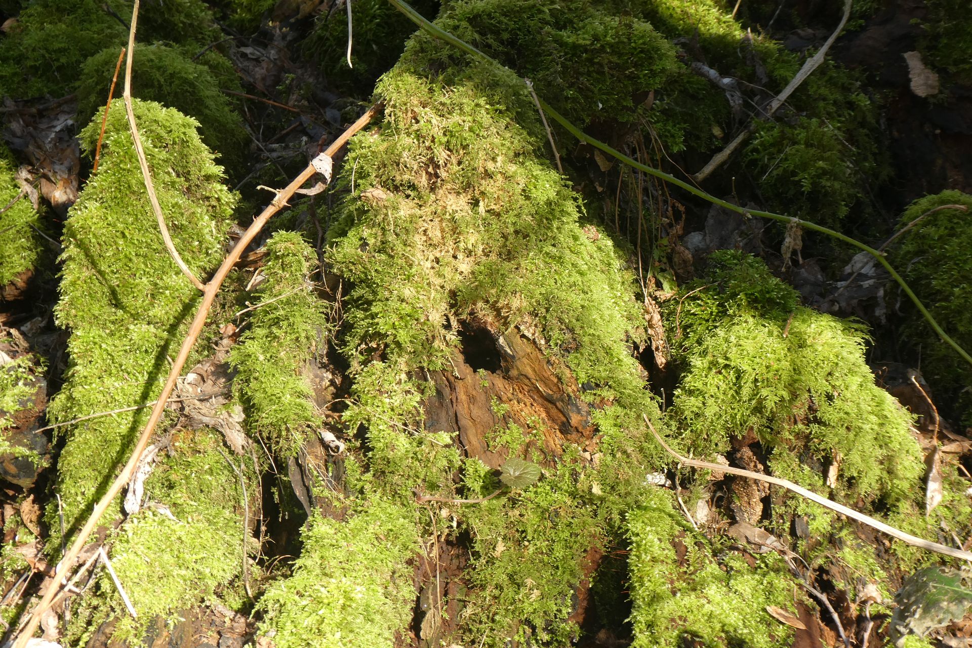 Arnhauser Wald Impression 1