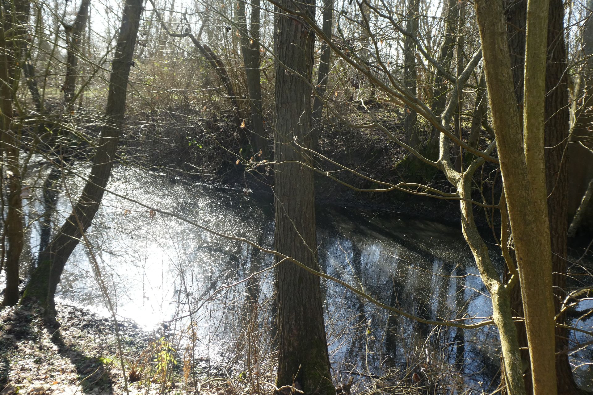 Arnhauser Wald Impression 2