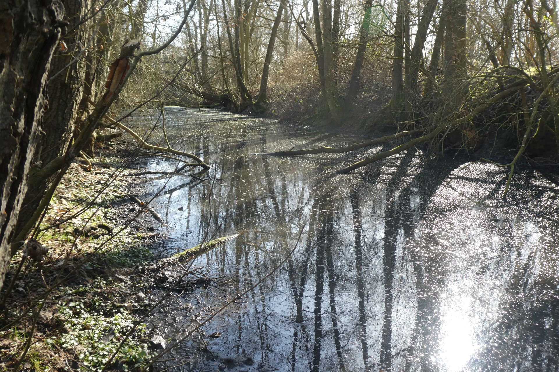 Arnhauser Wald Impression 3