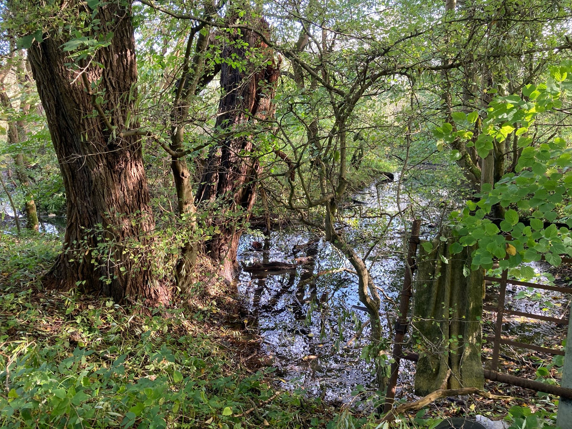 Arnhauser Wald Impression 4