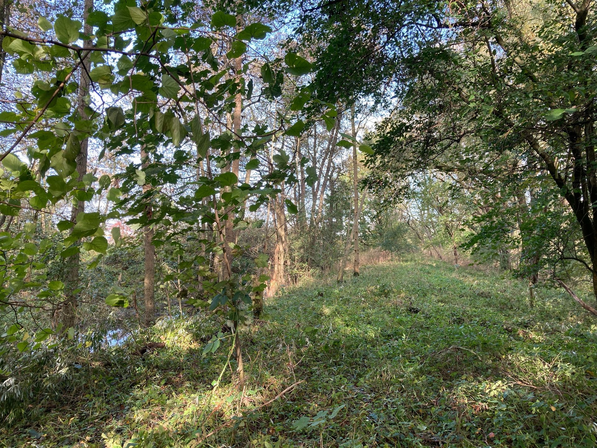 Arnhauser Wald Impression 5