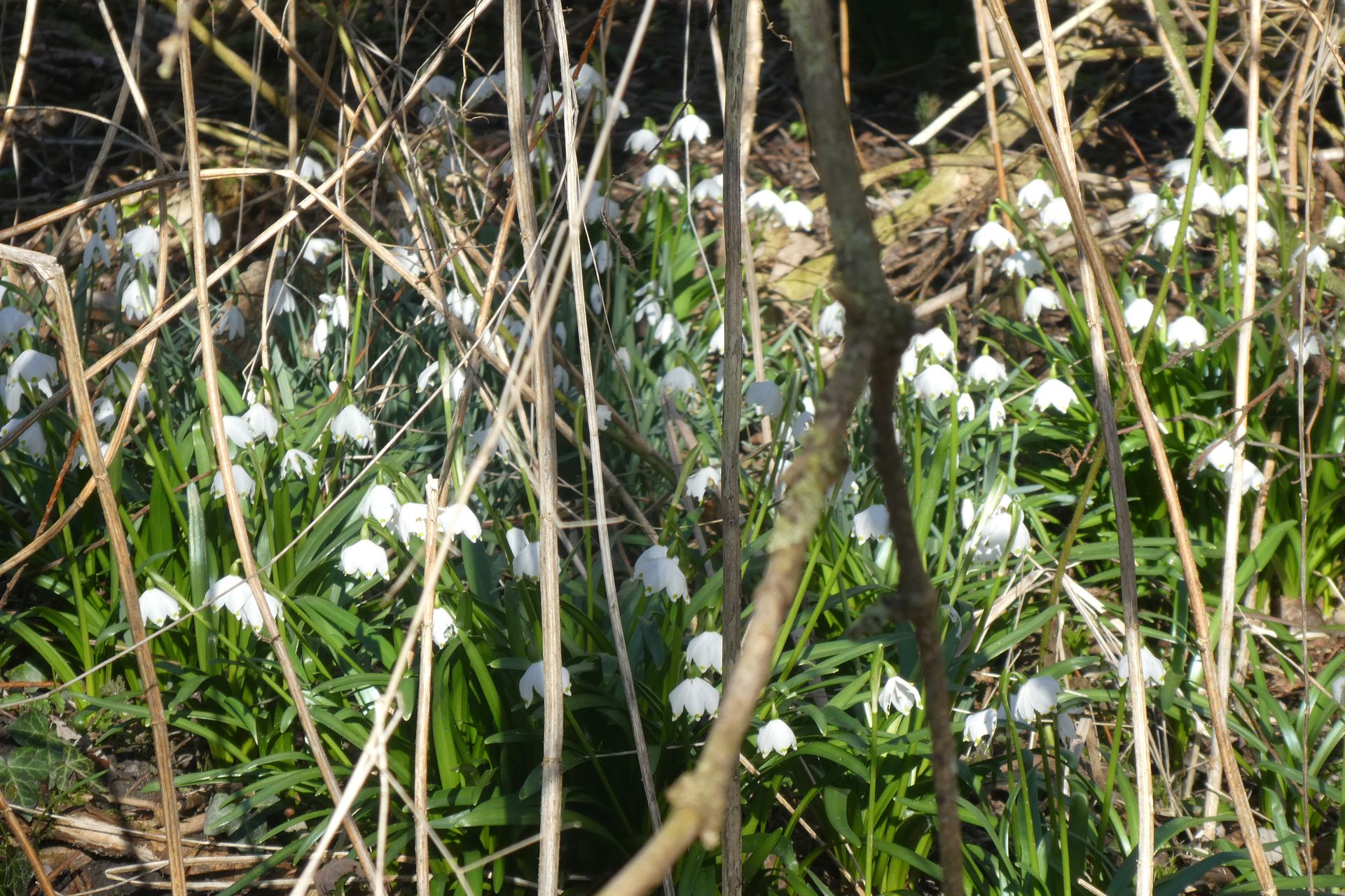 Rote Becherpilze im Arnhauser Wald