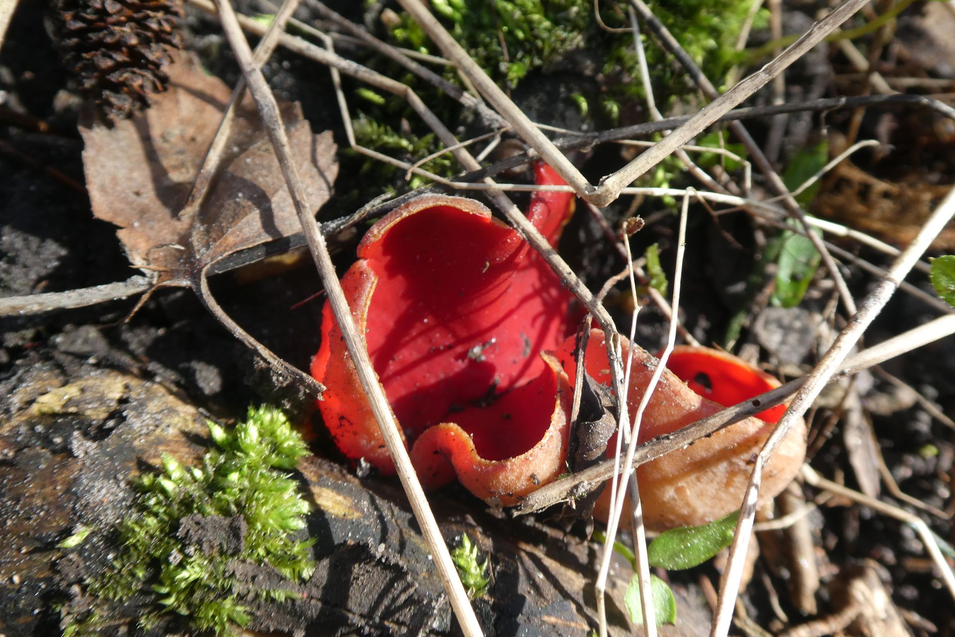 Detailaufnahme Rote Becherpilze