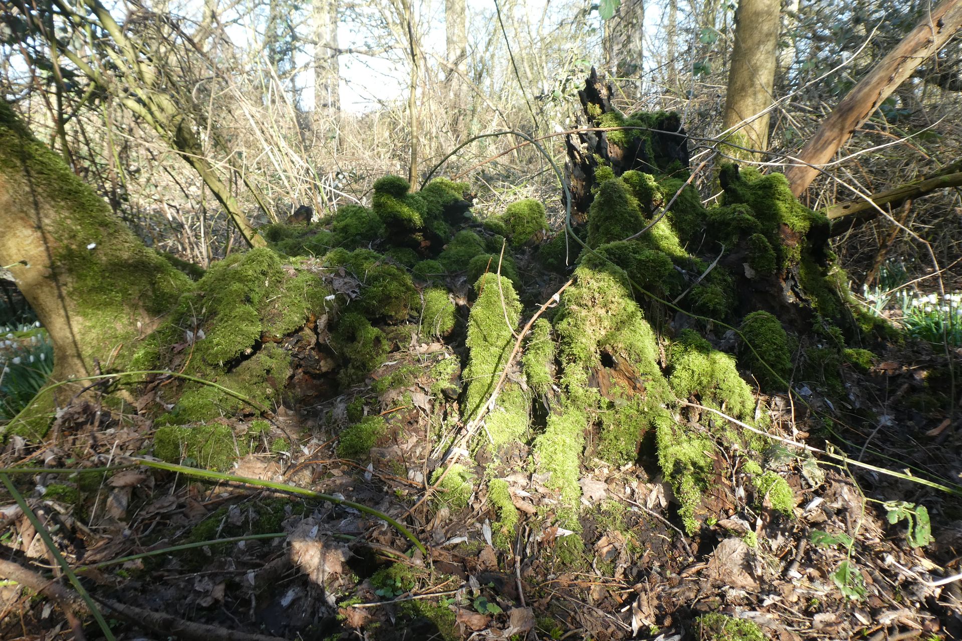 Wald in Groden-Arnhausen